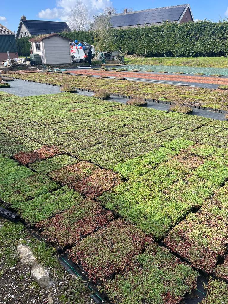 Mooie partijen sedumtrays te koop - 55kg/m2, Tuin en Terras, Planten | Tuinplanten, Bodembedekkers, Volle zon, Vaste plant, Ophalen of Verzenden