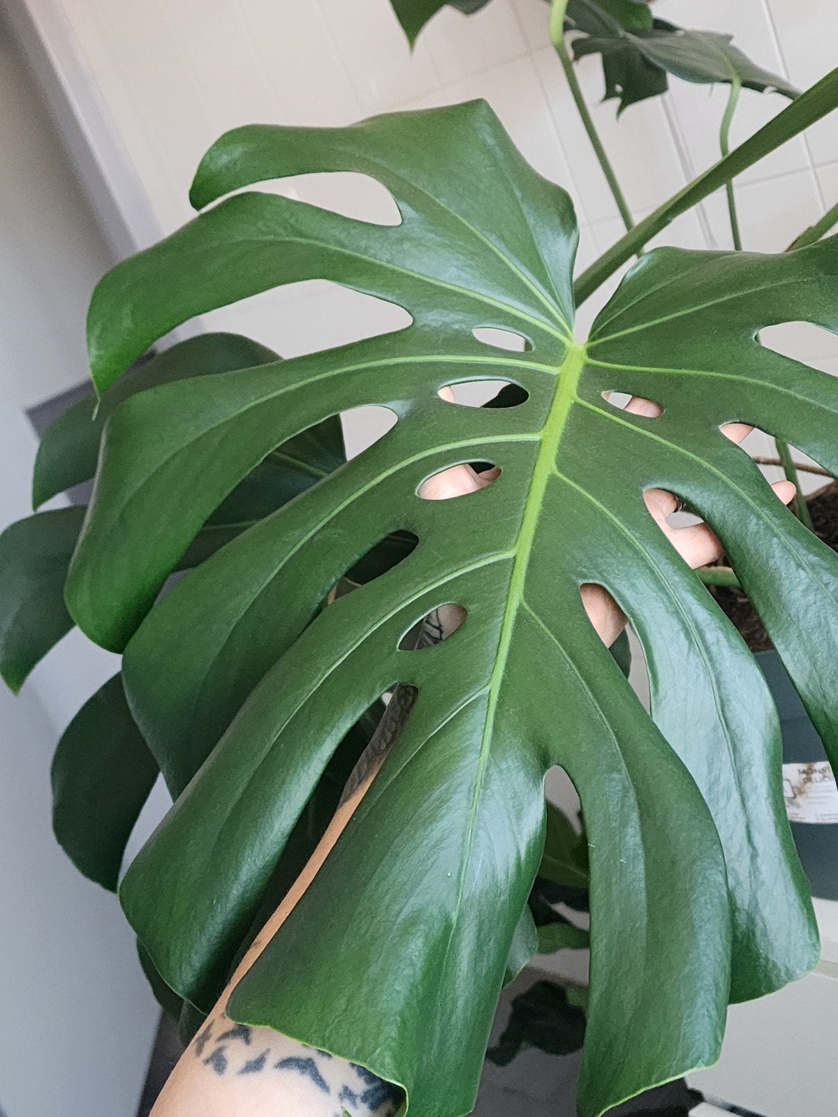 Grote mooie monstera te koop (1.10m), Ophalen, Halfschaduw, 100 tot 150 cm