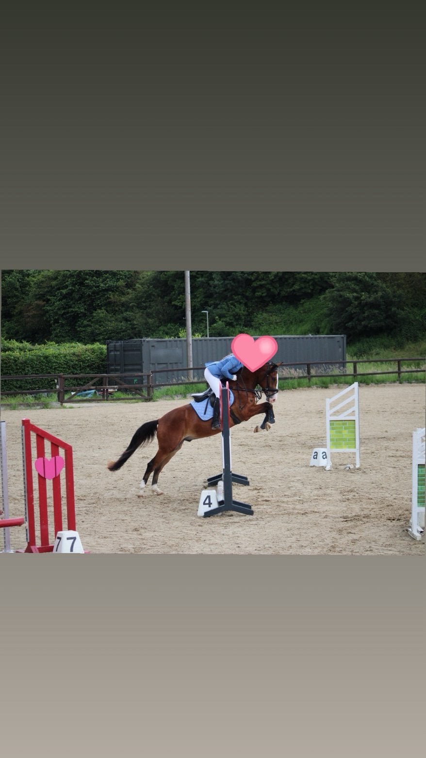 Fijne en brave D spring pony!, Gechipt, B, Ruin, Springpony
