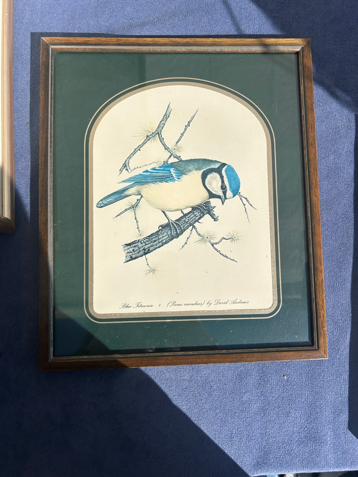Set van 3 ingelijste vogelprints van David Andrews, Minder dan 50 cm, Gebruikt, Oorspronkelijke maker, Ophalen of Verzenden