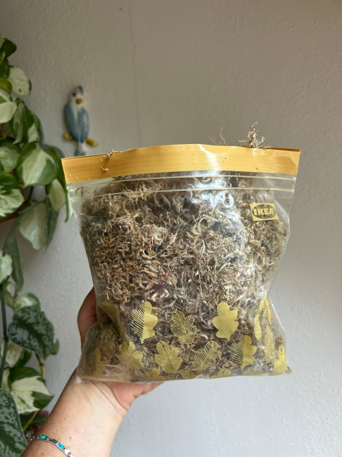 1,2 L sphagnum mos, opgeschoond, Huis en Inrichting, Kamerplanten, Ophalen of Verzenden, Halfschaduw, Minder dan 100 cm