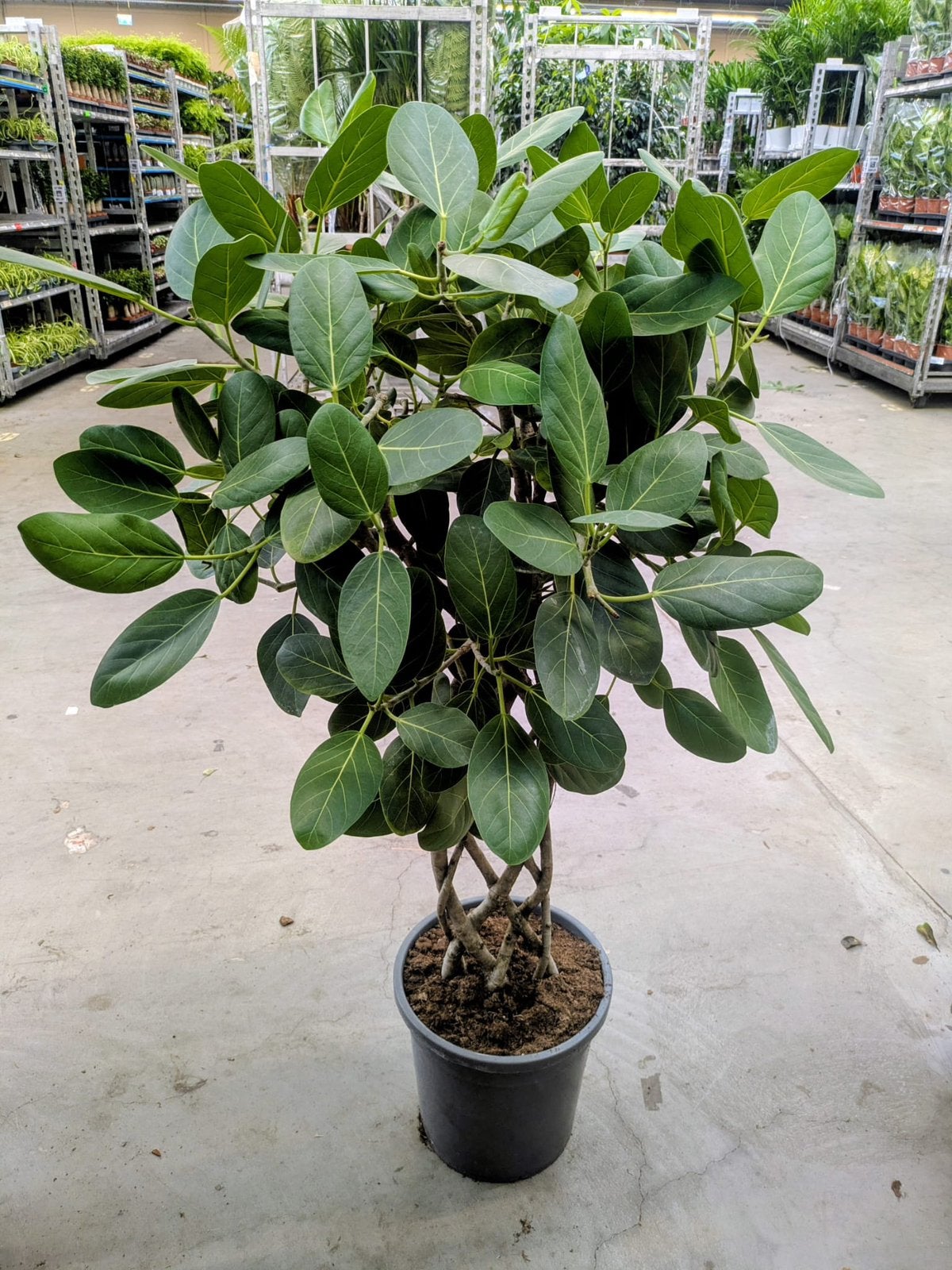Ficus benghalensis audrey draaistam 160 cm, Ophalen, Eenjarig, Overige soorten, Volle zon