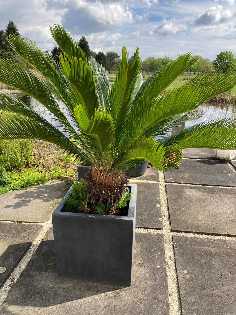 Schitterende CYCAS REVOLUTA, incl bak 170 cm hoog, Ophalen, Palm, In pot, 150 tot 200 cm