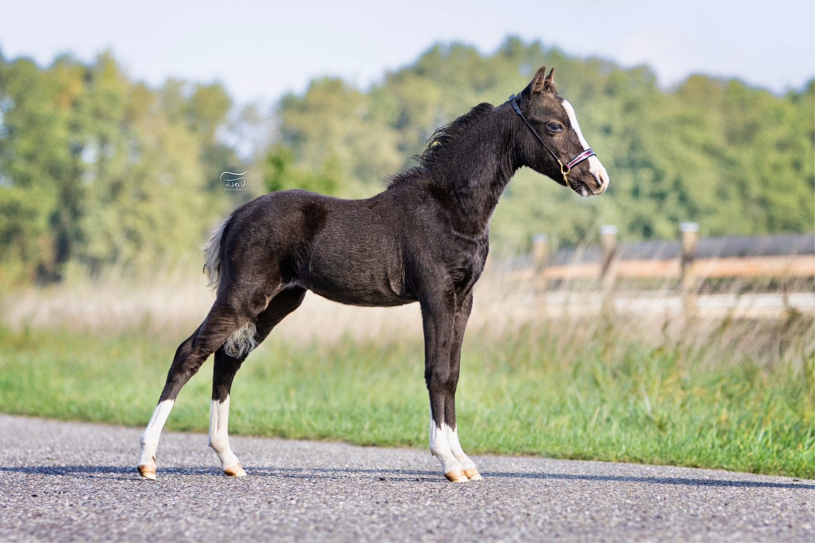 Amha - Amhr - Nmprs & Aspc Amerikaanse miniatuur pony’s, Dieren en Toebehoren, Met stamboom, Niet van toepassing, A pony (tot 1.17m)