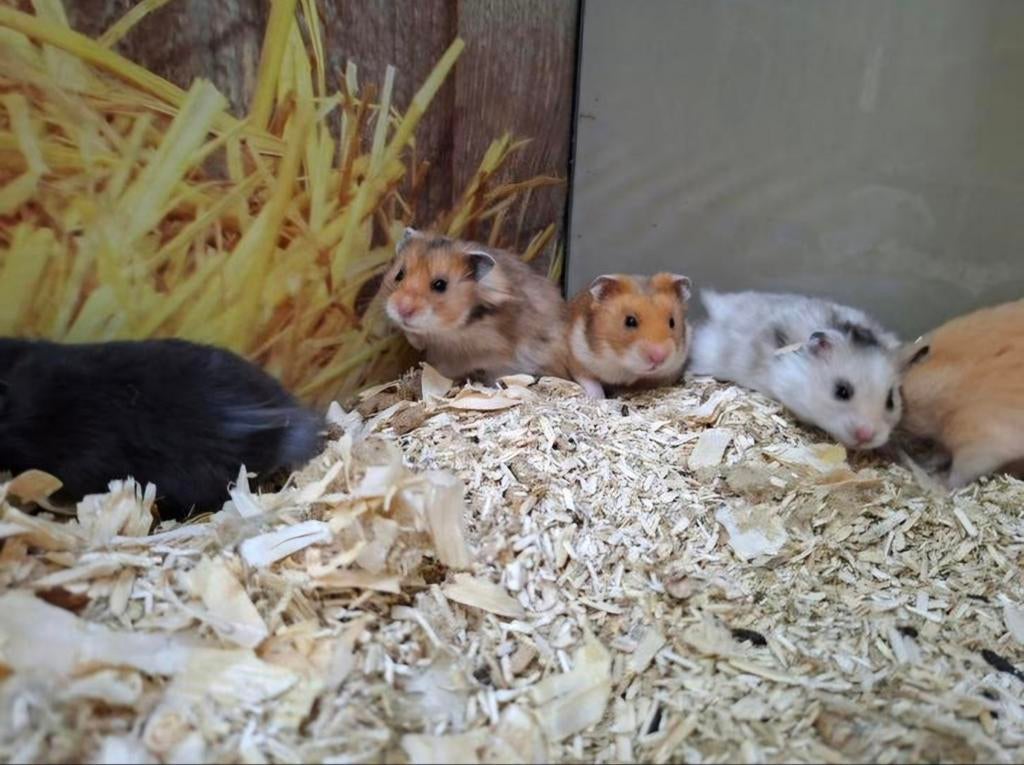 Hele lieve en leuke Syrische hamster mannen, Dieren en Toebehoren, Knaagdieren, Januari, Mannelijk, Hamster