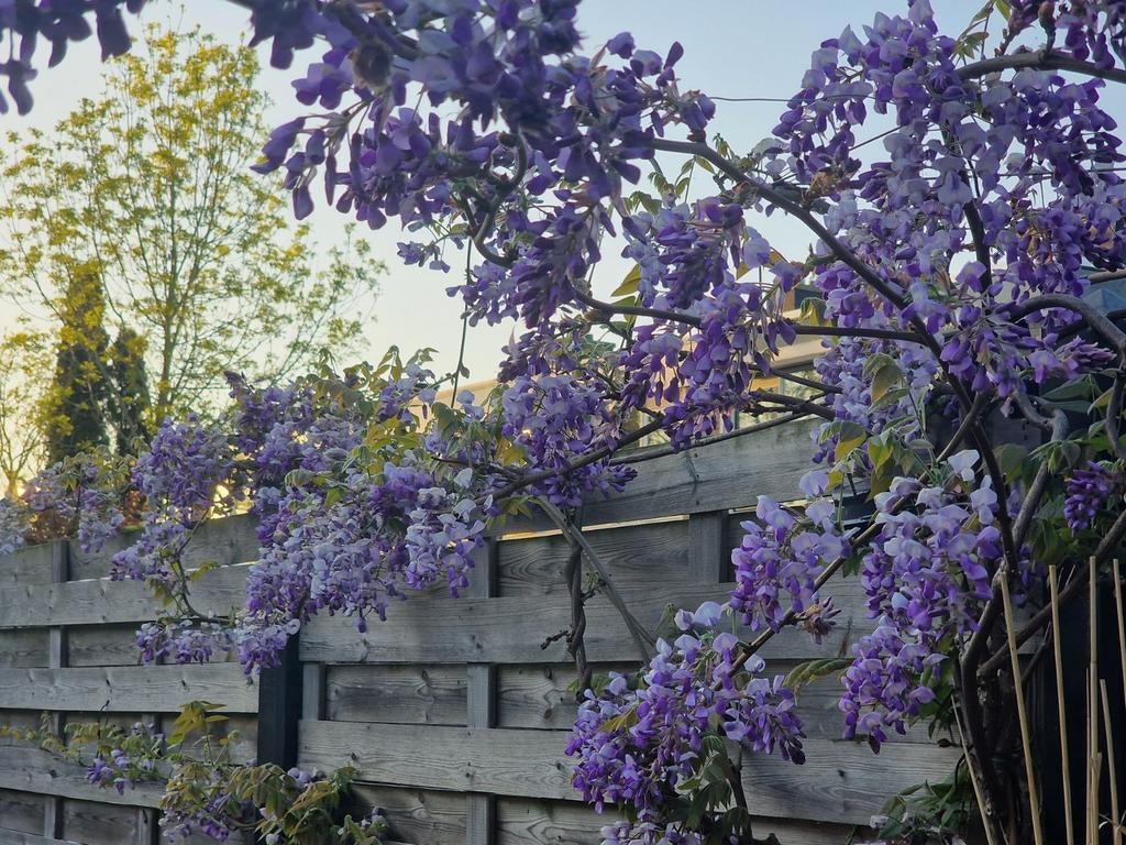 Nieuwe BLAUWE REGEN. Wisteria in pot lengte ca. 2 m., Tuin en Terras, Planten | Tuinplanten, Volle zon, Vaste plant, Ophalen of Verzenden
