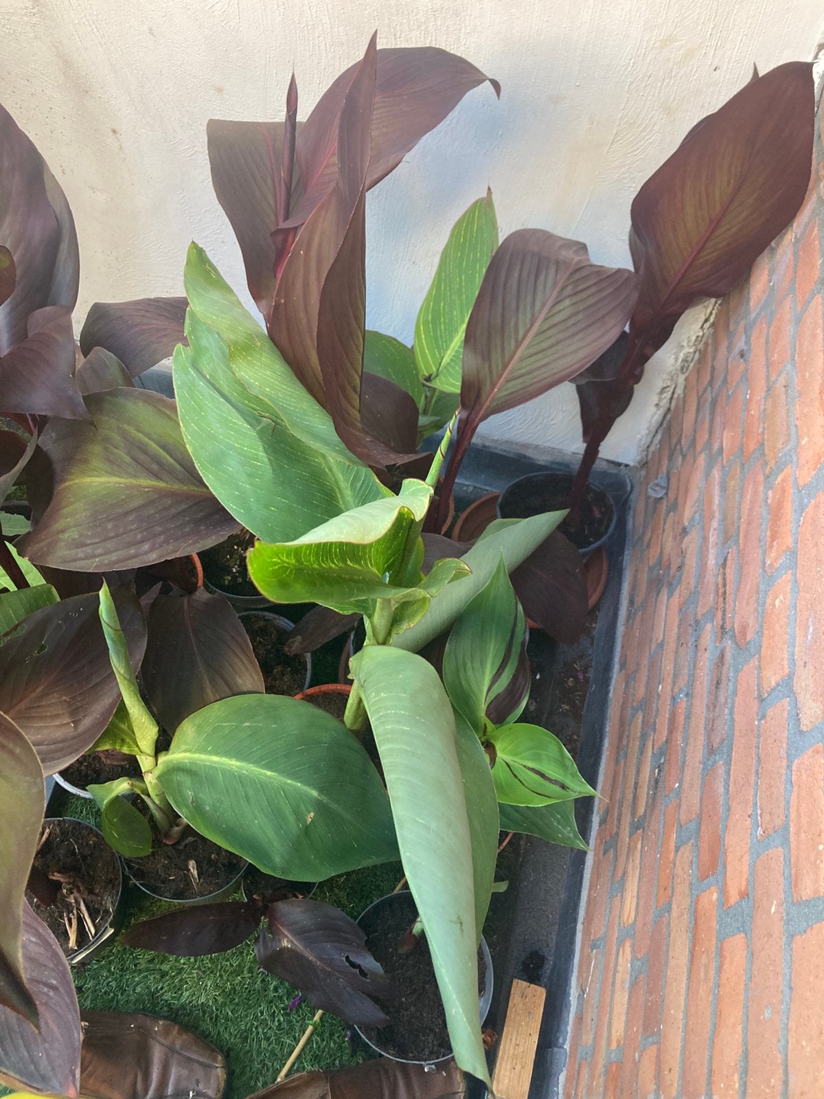 Canna verschillende kleuren, Tuin en Terras, Planten | Tuinplanten, Ophalen, Overige soorten, Volle zon