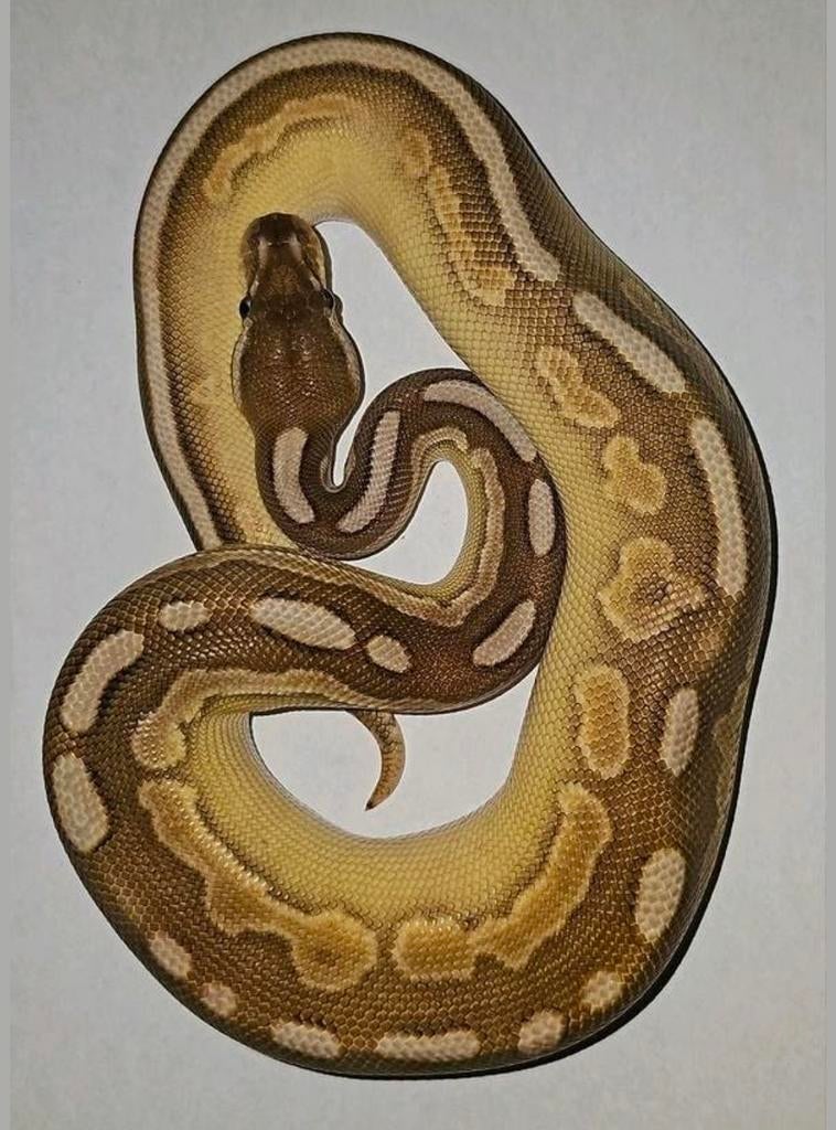 Koningspython ballpython, Dieren en Toebehoren, Slang, Tam, 0 tot 2 jaar