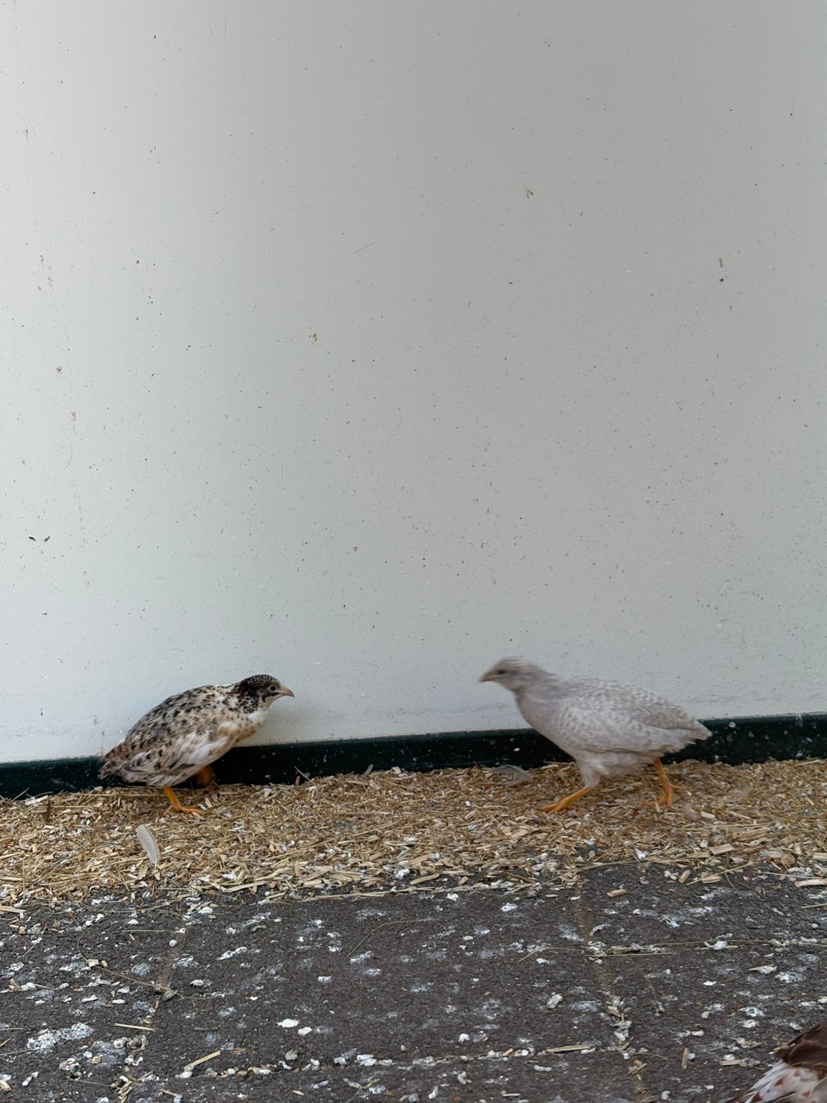 Chinese dwergkwartels, Dieren en Toebehoren, Meerdere dieren