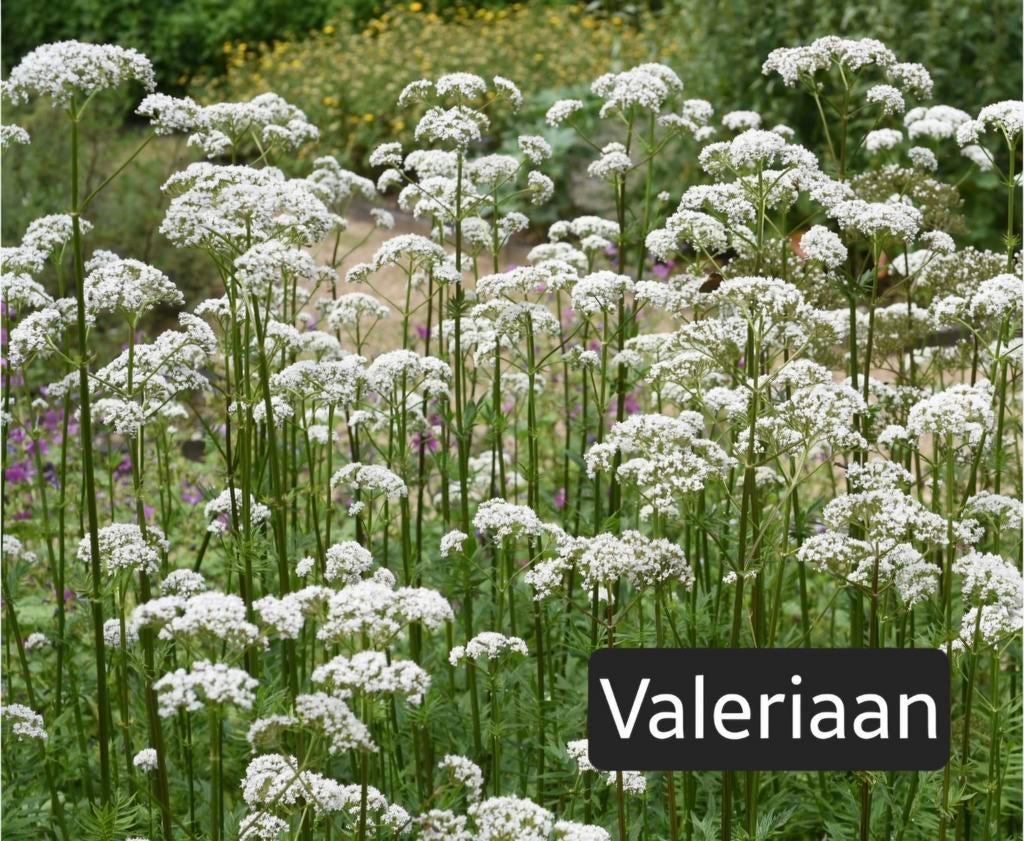 Valeriaan planten - Ideaal voor tuin en welzijn, Ophalen, Volle zon, Vaste plant, Kruiden