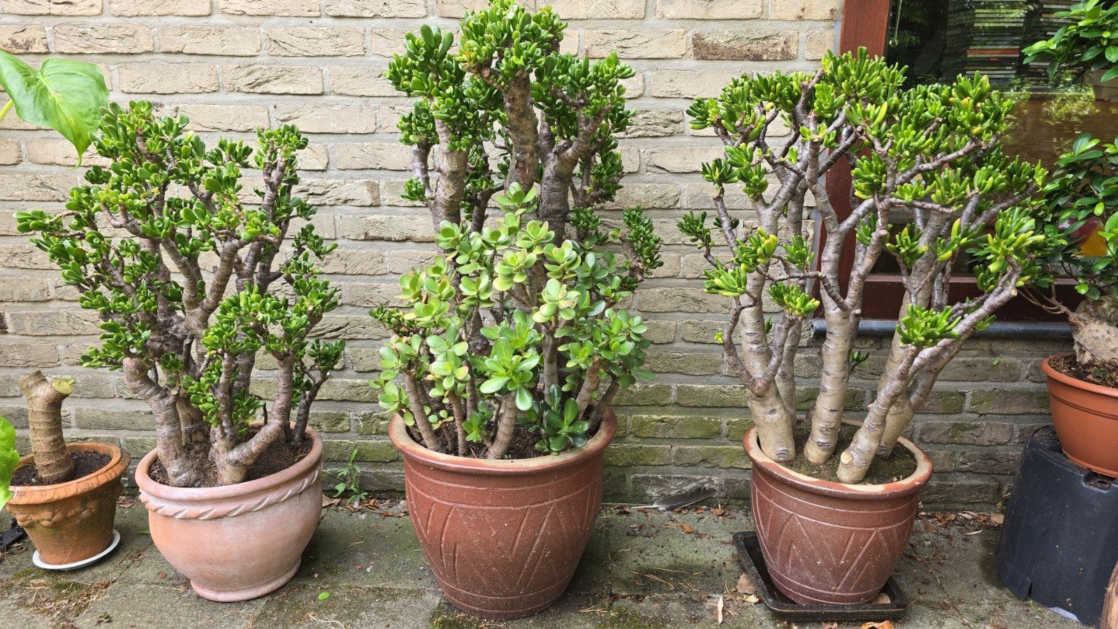 3 Crassula Ovata - Jadeplant - Geldboom, Volle zon, Vaste plant, Bloeit niet, Ophalen