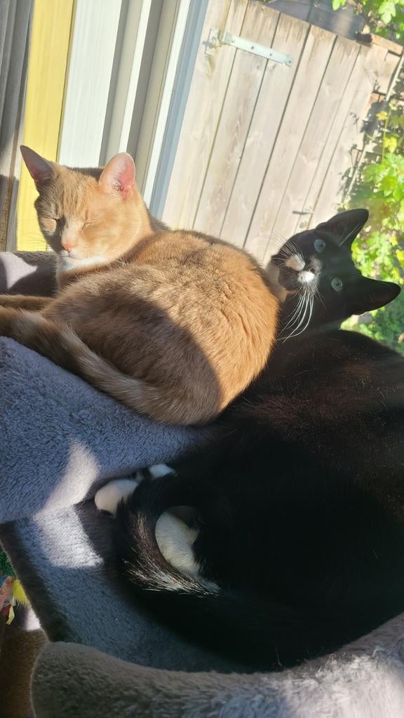 Twee katers, Europees Korthaar, Oranje en Zwart met wit, Dieren en Toebehoren, Katten en Kittens | Overige Katten, Kater