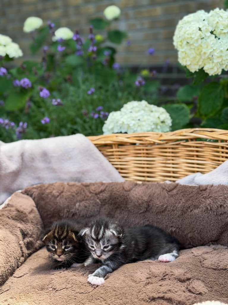Prachtige Maine Coon kittens, Meerdere dieren, Ontwormd, 0 tot 2 jaar
