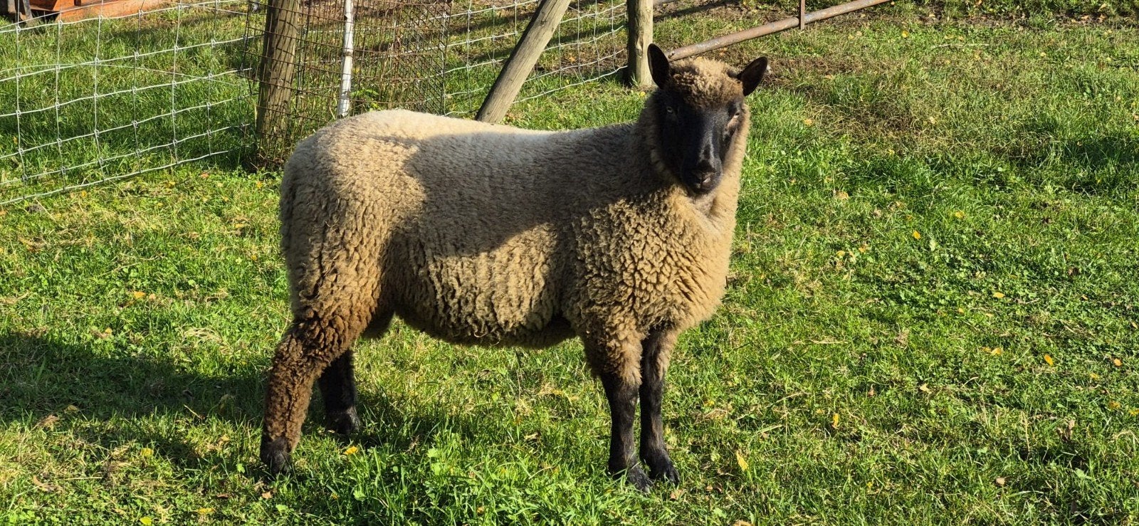 Clun forest ram, Dieren en Toebehoren, Mannelijk, Schaap