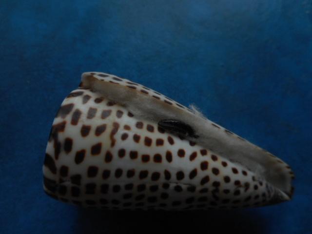 Schelpen: Conus litteratus L. f++ 84mm m/o, Verzamelen, Mineralen en Fossielen, Verzenden, Schelp(en)