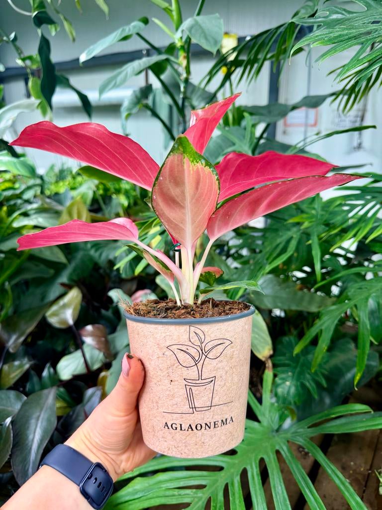 Aglaonema China Red  p12, Overige soorten, In pot, Minder dan 100 cm, Groene kamerplant