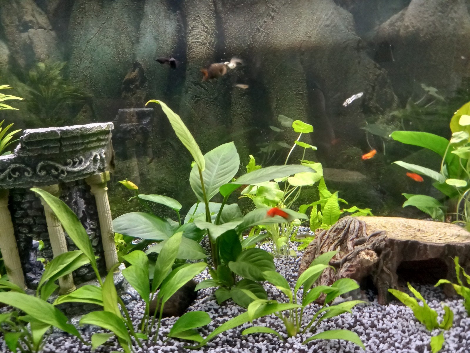 3 gupvrouwtjes/2 a 3 Black Molly's gratis, Dieren en Toebehoren, Vis