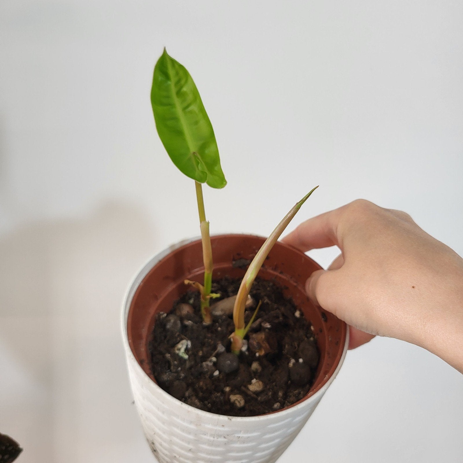 philodendron billietiae, Huis en Inrichting, Kamerplanten, Ophalen of Verzenden, Halfschaduw, Minder dan 100 cm