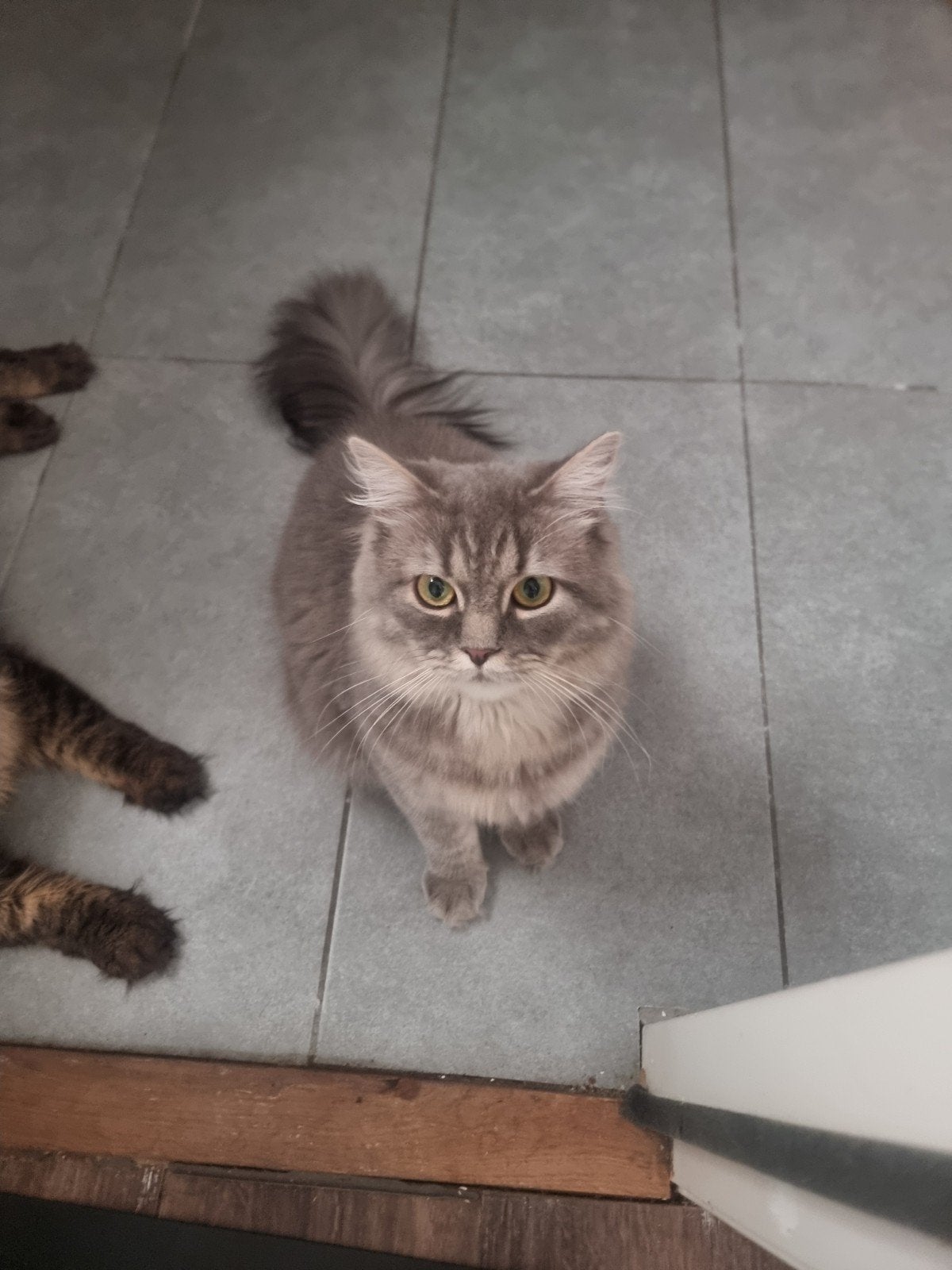 Grijze Britse lang haar kat van 10 maanden oud, Kater