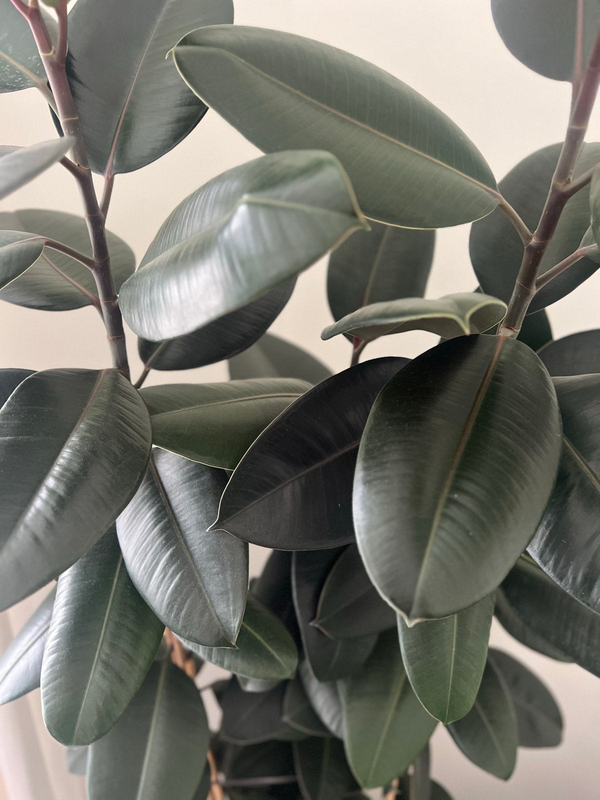 Grote Rubberboom (Ficus elastica 'Abidjan') - 180cm, Ophalen, Ficus, Halfschaduw, 150 tot 200 cm