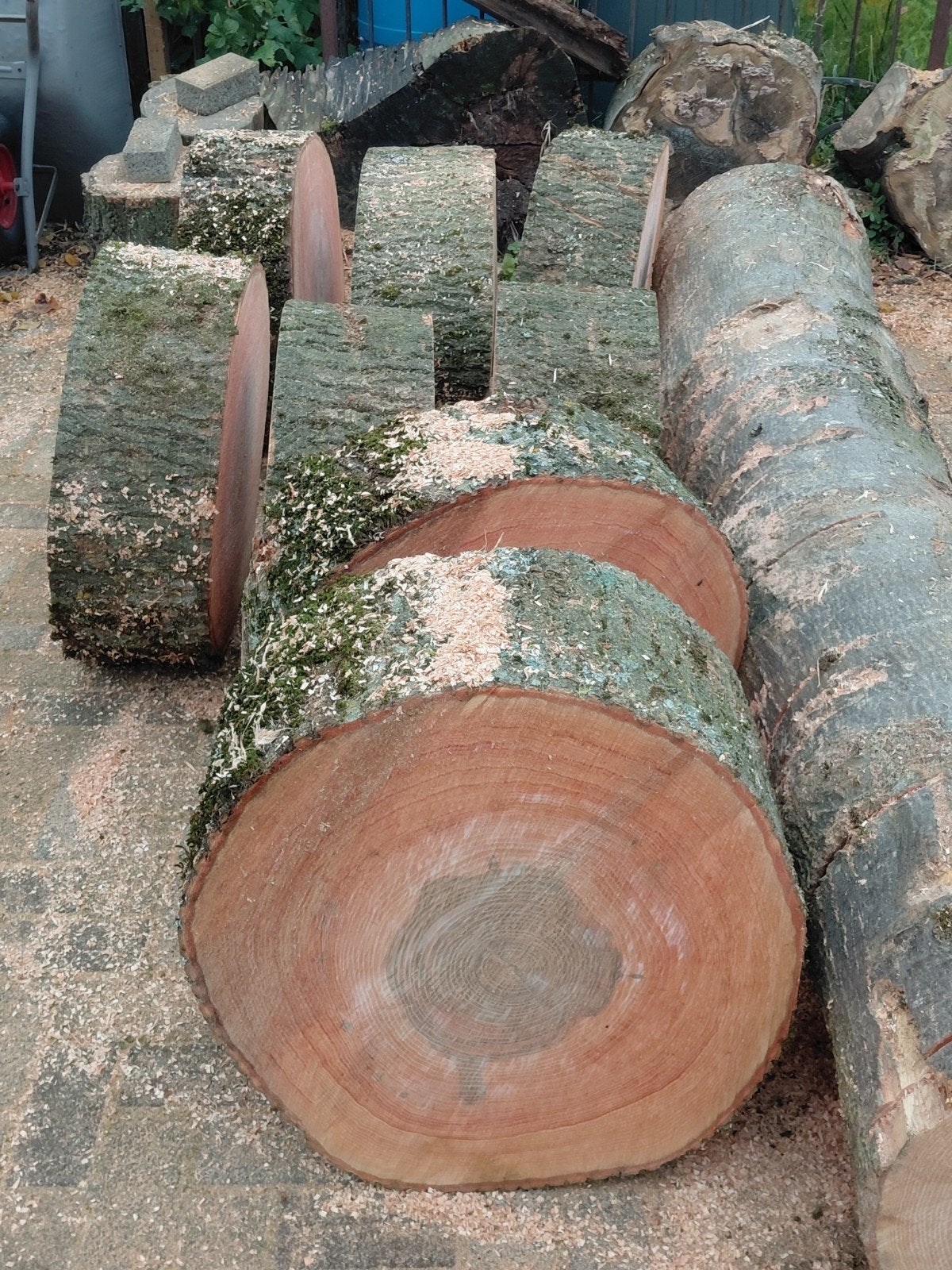 Te koop, Essen boomstam schijven, Tuin en Terras, Minder dan 3 m³, Ophalen, Essenhout, Blokken