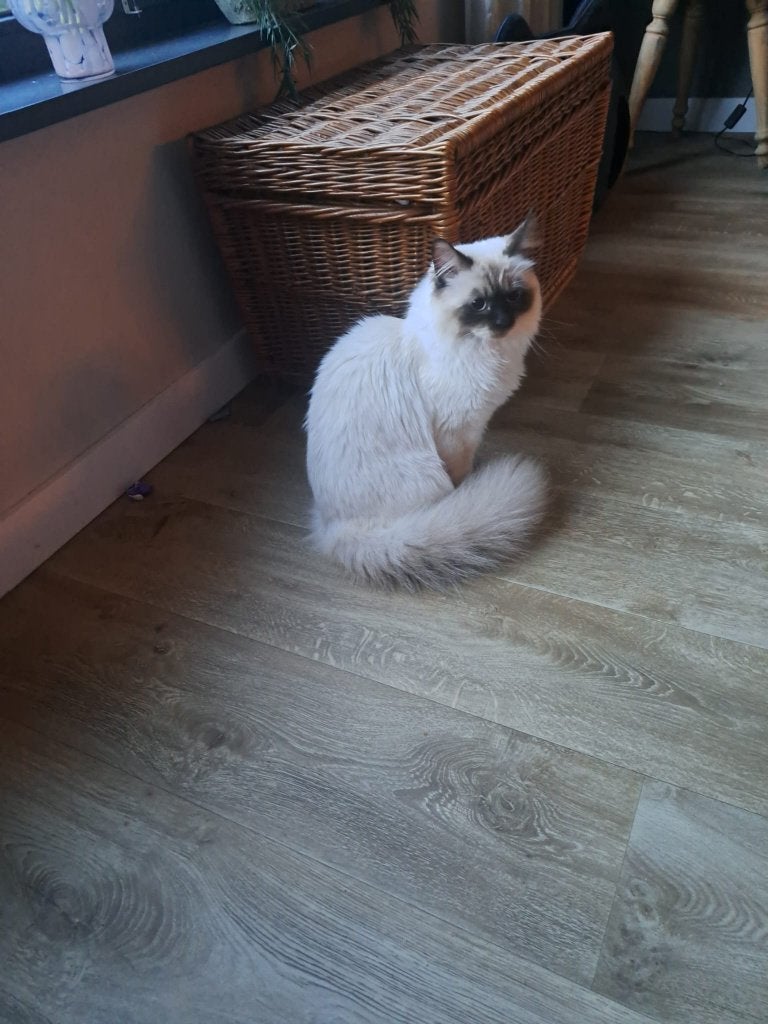 Ragdoll raskat van 1 jaar oud langharige, Kater, Gechipt, 0 tot 2 jaar