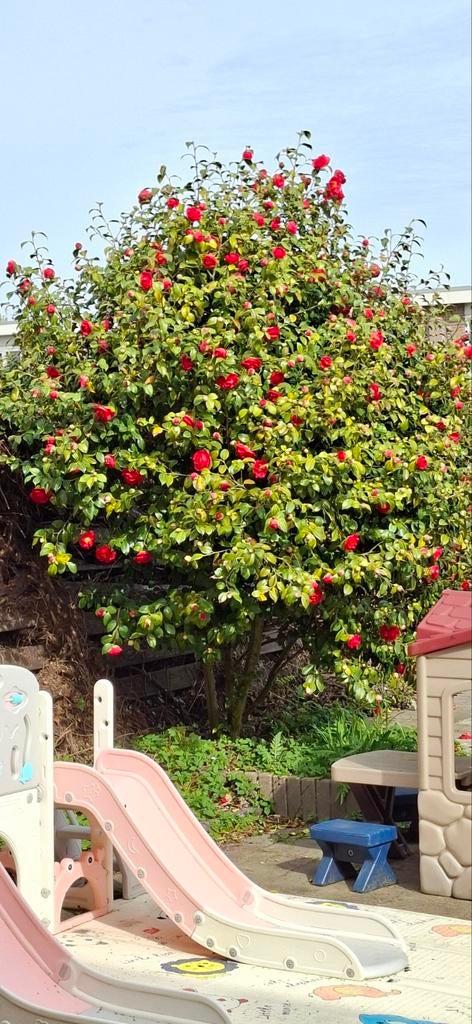 Prachtige Meerstammige Camellia Japonica 2,5m, Halfschaduw, Lente, 250 tot 400 cm, Overige soorten