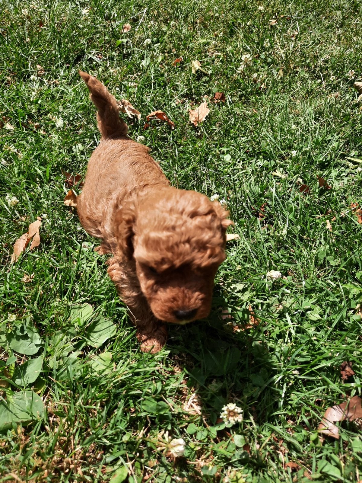 Toy poedel puppy’s 3 reuen 1 teef, Dieren en Toebehoren, Overige rassen, 8 tot 15 weken, Parvo, Meerdere