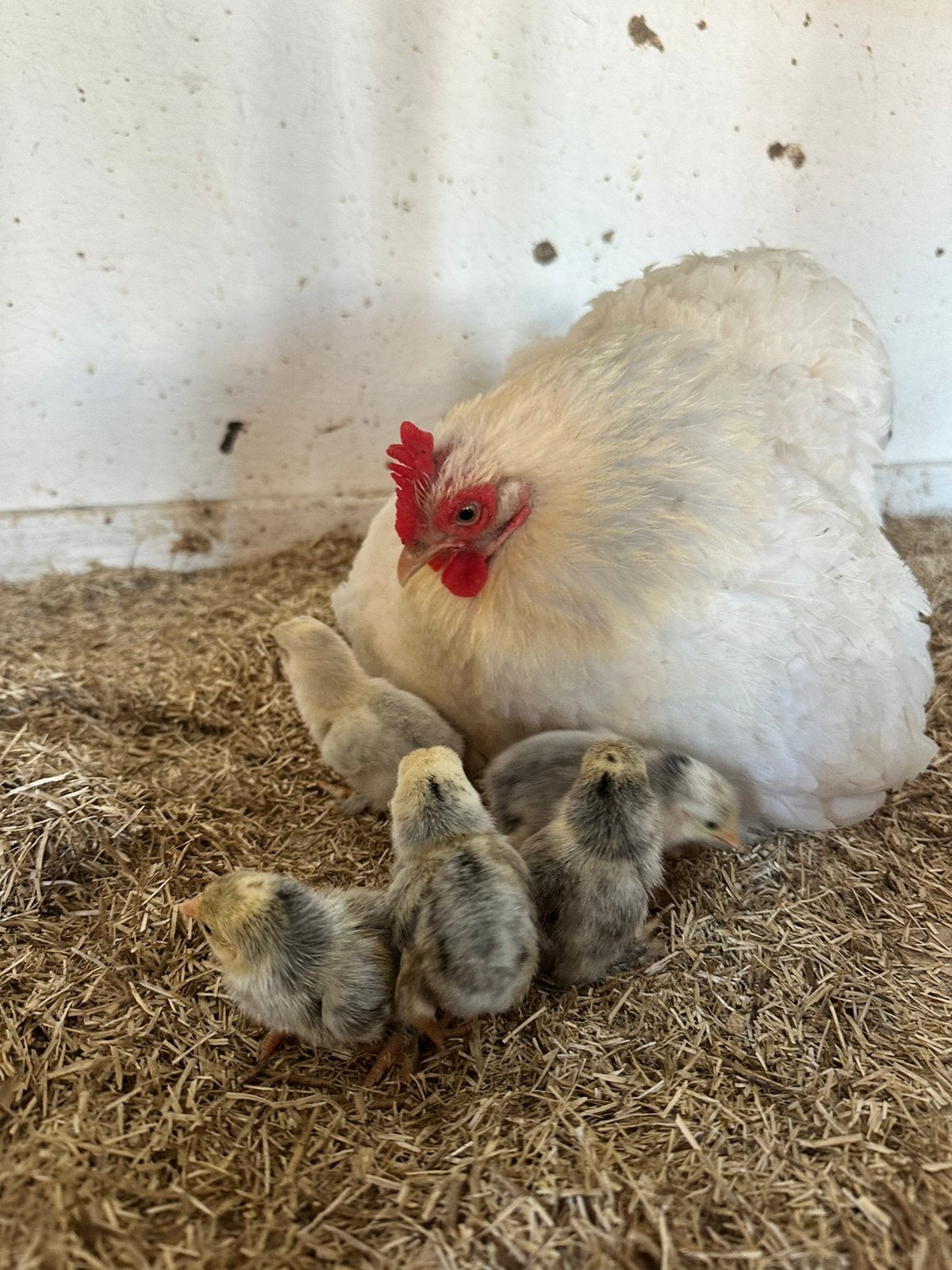 Cochin met kuikens, Dieren en Toebehoren, Pluimvee, Meerdere dieren, Kip