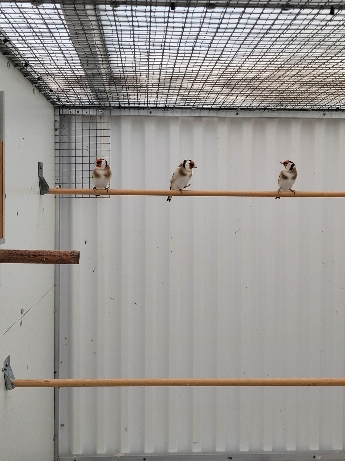 Majoor putters 2026, Meerdere dieren, Wildzangvogel, Geringd