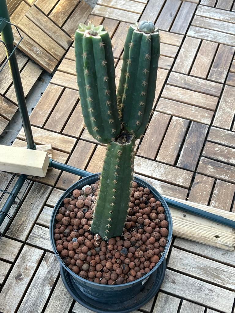 Grote San Pedro Cactus in pot - Unieke vertakking, Huis en Inrichting, Kamerplanten, 100 tot 150 cm, Ophalen of Verzenden, In pot