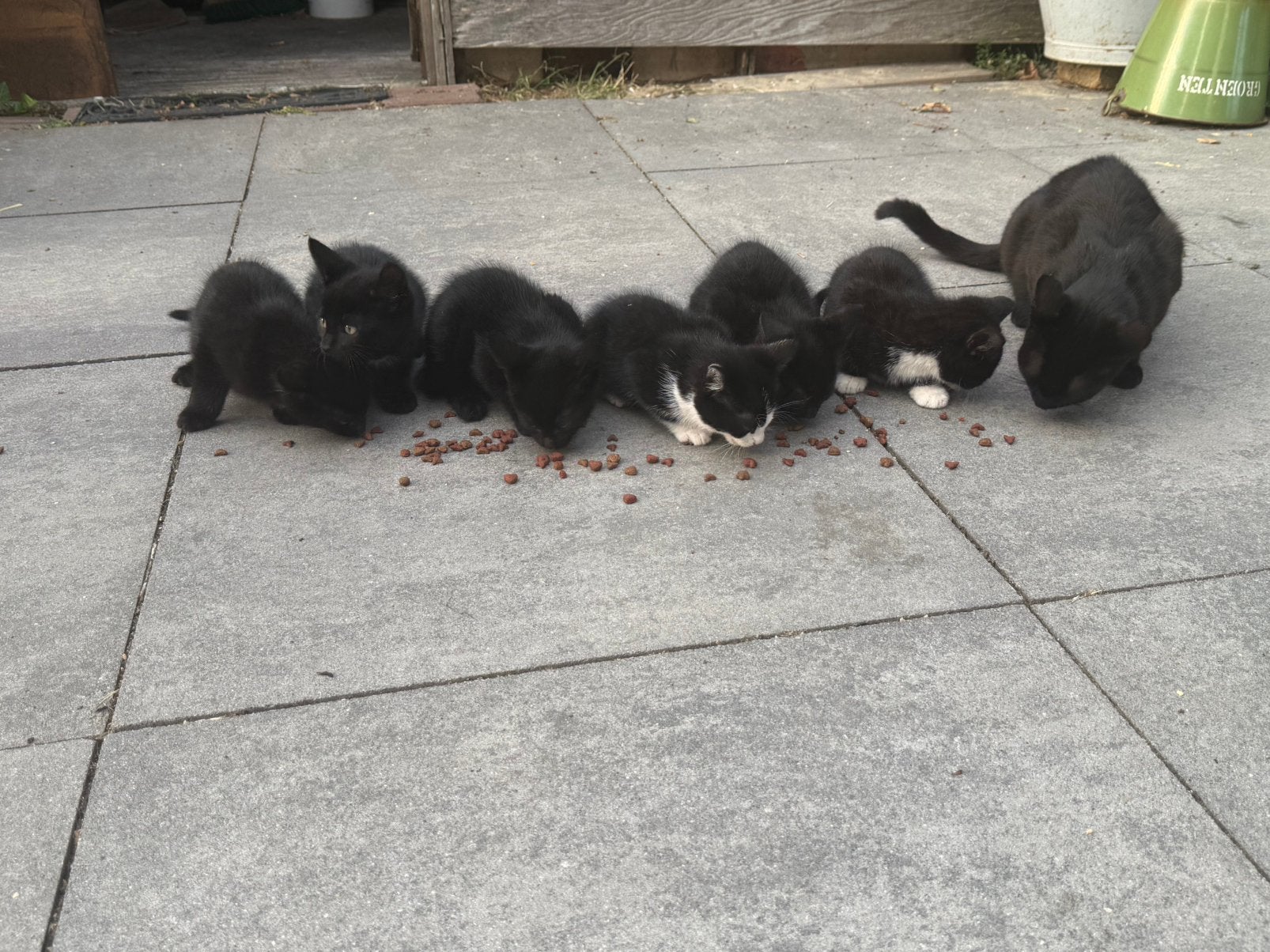 Kittens, Dieren en Toebehoren, Meerdere dieren, 0 tot 2 jaar