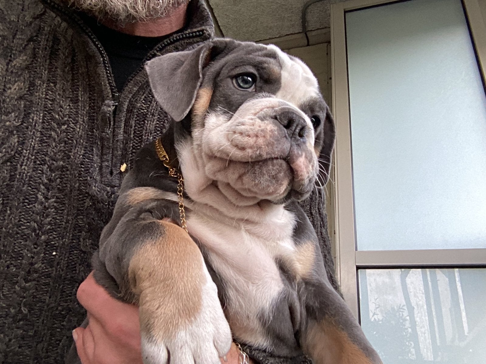 Old English Bulldog teefje, 8 tot 15 weken, Teef, Parvo, Bulldog
