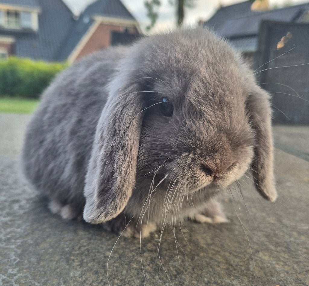 Raszuivere minilop ram, Dieren en Toebehoren, Mannelijk, Klein, Hangoor, 0 tot 2 jaar
