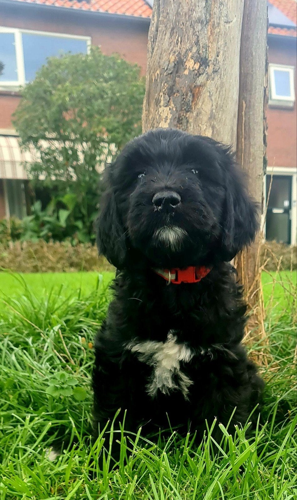 golden doodle, Dieren en Toebehoren, CDV (hondenziekte), 8 tot 15 weken, Meerdere, Meerdere dieren