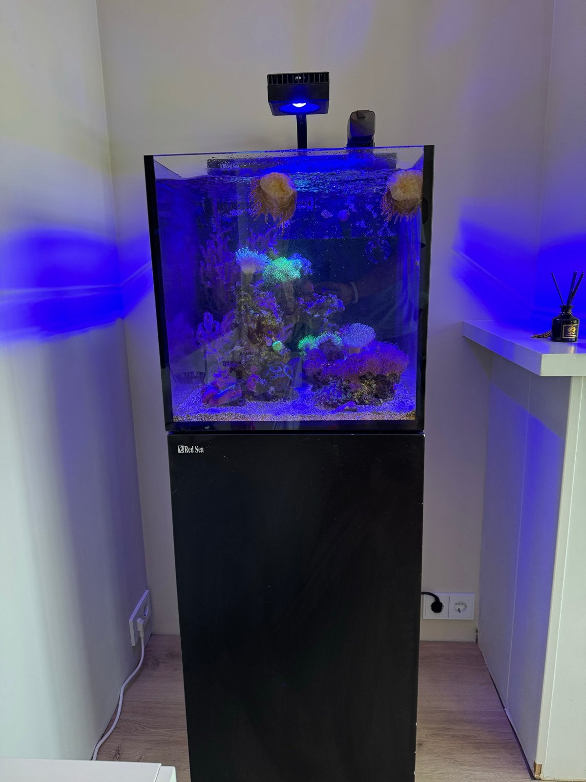 Red Sea Nano Peninsula G2 / Zwart Meubel /Zoutwater, Dieren en Toebehoren, Vissen | Aquaria en Toebehoren, Gebruikt, Gevuld zeewateraquarium