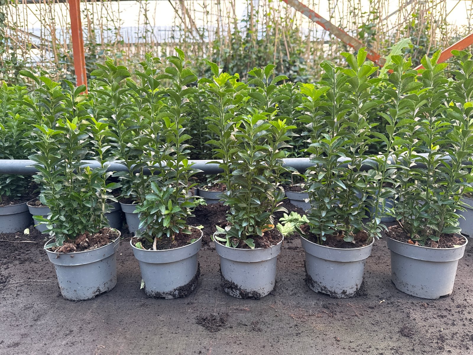 Euonymus Green Spire 30/35 cm in 13 cm pot (6 planten), Ophalen, Bodembedekkers, Vaste plant, Bloeit niet