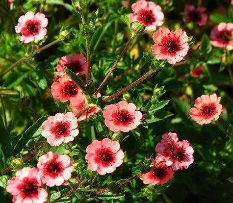 Potentilla Nepalensis "miss Willmott" /ganzerik vaste plant, Ophalen, Overige soorten, Volle zon
