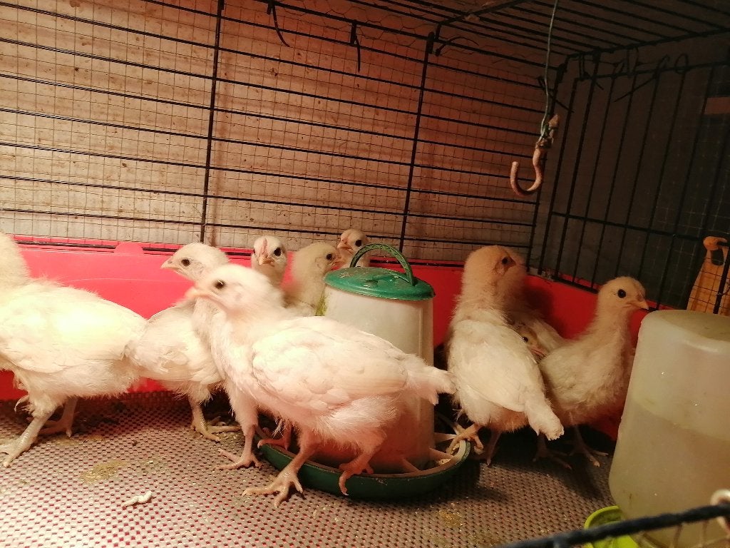 11 Poule de Bresse kuikens, Meerdere dieren, Kip