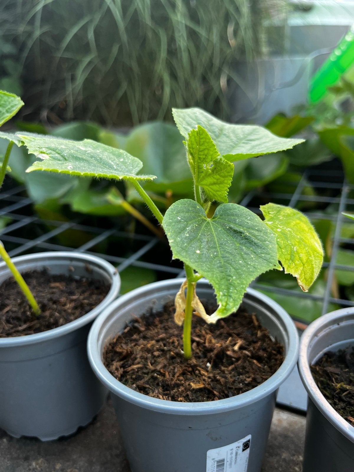 Biologische Tomaten- en Komkommerplantjes, Ophalen, Volle zon, Groenteplanten, Eenjarig