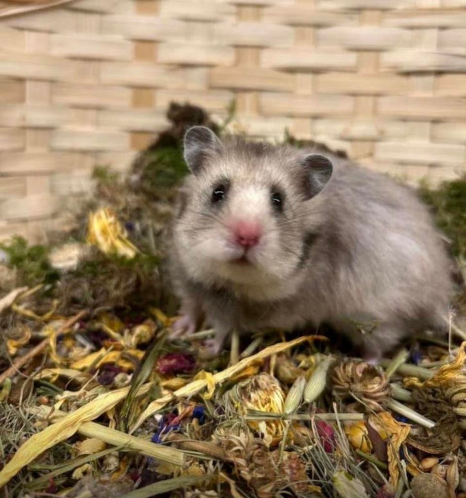 Silver - Een Actieve Teddy-Hamster Zoekt Nieuw Thuis!, Hamster, Vrouwelijk, Januari, Tam