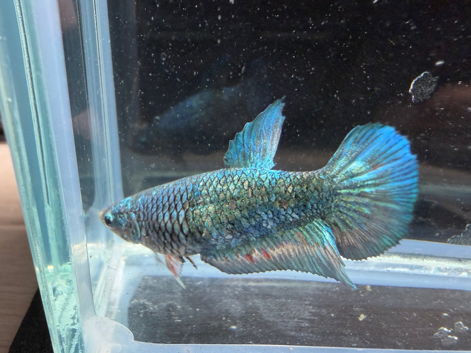 Betta dames lagere kwaliteit, Dieren en Toebehoren, Vis