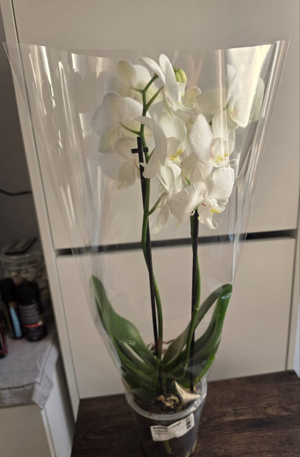 Witte Orchideeën - Phalaenopsis (5 stuk BESCHRIKBAR), Vaste plant, Halfschaduw, Lente, Ophalen