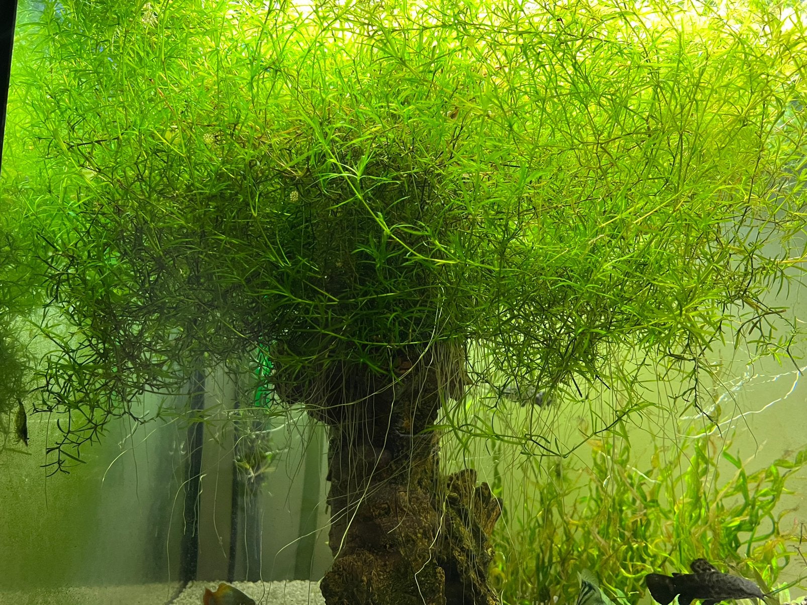 Guppygras Najas Plant Aquarium, Ophalen, Nieuw, Plant(en), Steen of Hout
