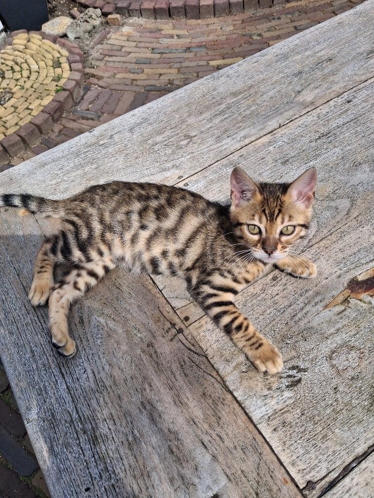Bengaal/Bengaals poesje met stamboom, Dieren en Toebehoren, Katten en Kittens | Raskatten | Korthaar, Poes, Met stamboom, 0 tot 2 jaar
