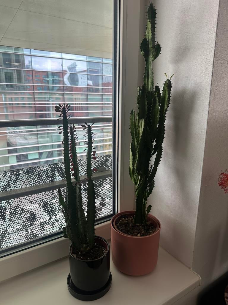 2 hoge Cowboycactussen inclusief bloempotten, Ophalen, Halfschaduw, Minder dan 100 cm