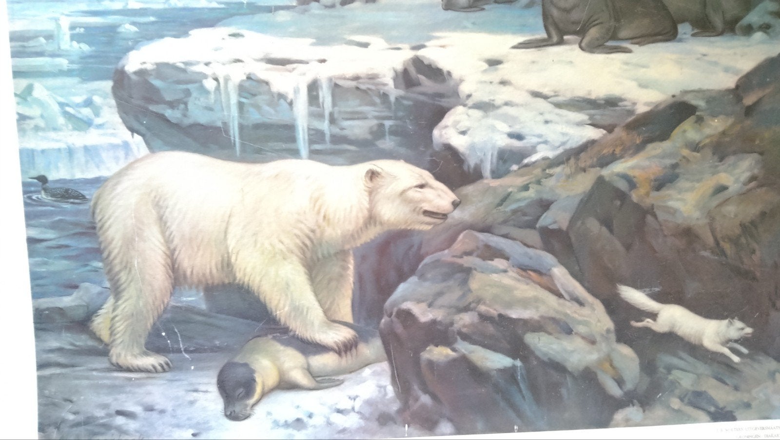 Dieren in hun omgeving schoolplaat noordpool ijsbeer walrus, Antiek en Kunst, Ophalen, Natuur en Biologie