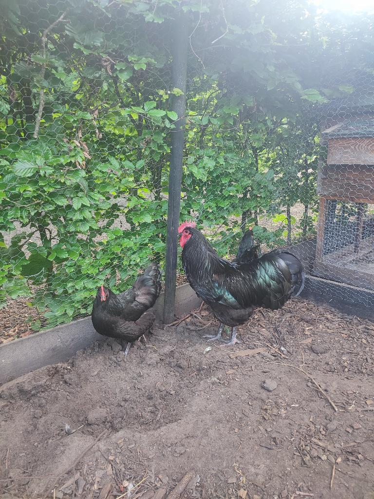 Australorp zwart groot ras broedeieren, Dieren en Toebehoren, Pluimvee, Kip, Geslacht onbekend