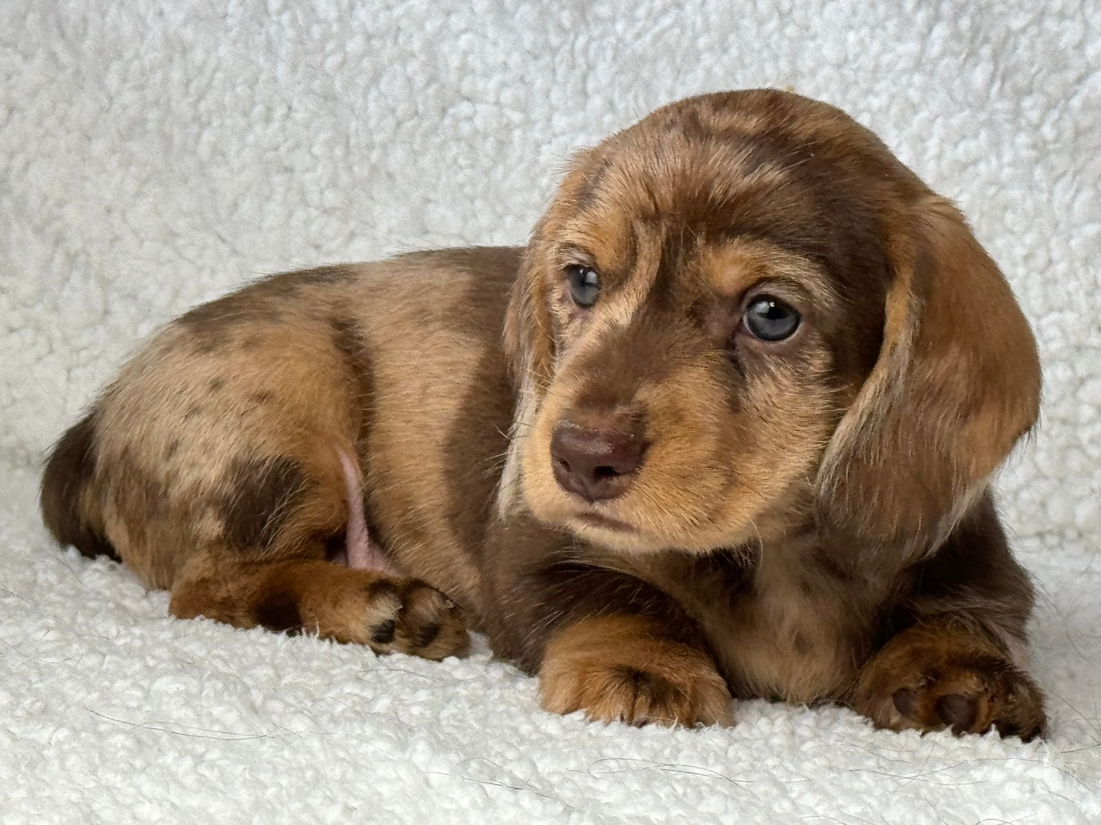 Teckel pups merle vanaf 1500€, Nederland, Parvo, 8 tot 15 weken, Dwerg