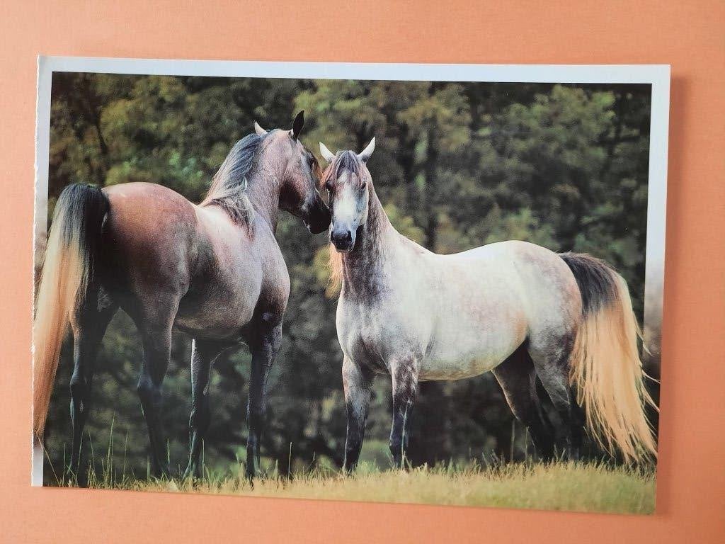 ansichtkaart kaart paard veulen, Verzamelen, Ophalen, 1980 tot heden, Ongelopen, Paard